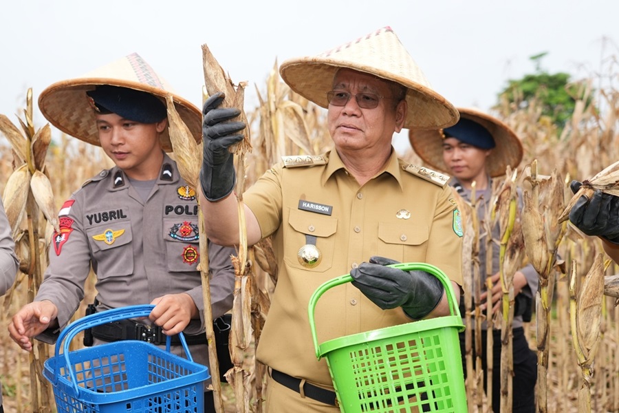 Gerakan Penanaman Jagung Serentak, Kalbar Dukung Swasembada Pangan Nasional