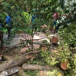 Tiga Mobil Ringsek Akibat Hantaman Pohon Setinggi 8 Meter Yang Tumbang di Jalan A.Yani Pontianak